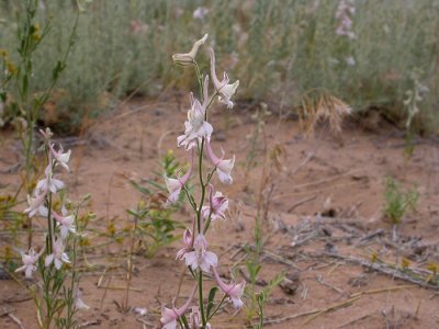 Ökenblommor