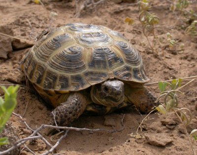 Horsfield's Turtle