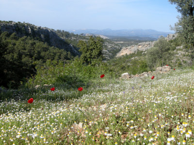 Demircili