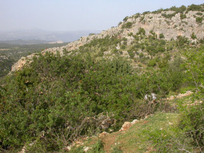 Demircili