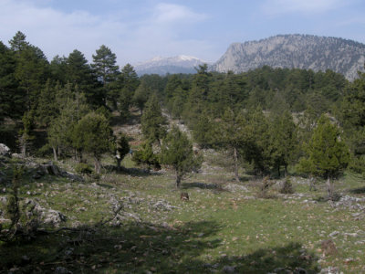Kandil Siirt