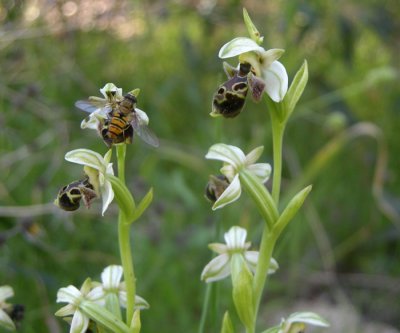 Flugblomster och blomfluga