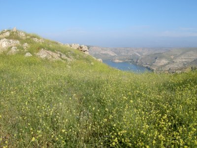 Halfeti