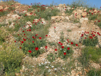 Halfeti