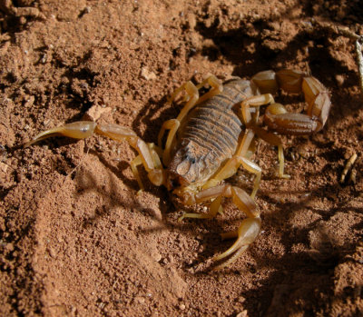 Common Yellow Scorpion