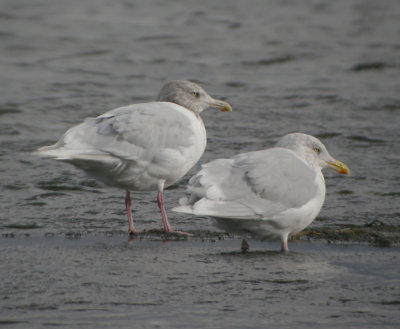 Vittrut, adult vinter (ruggande)