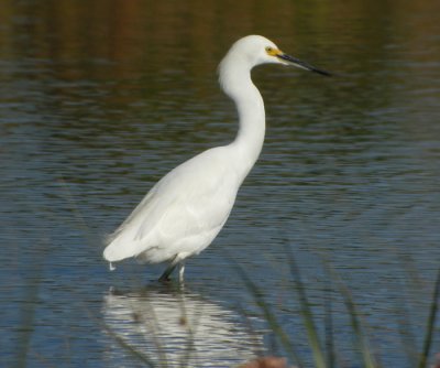 Snhger