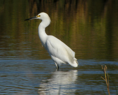 Snhger