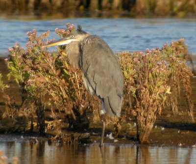 Amerikansk grhger / Great Blue Heron
