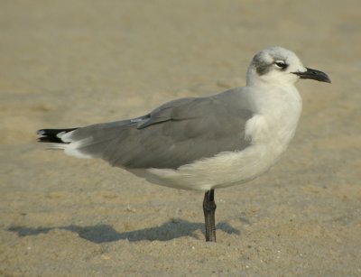 Sotvingad ms, adult