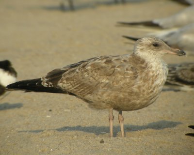 Amerikansk grtrut / American Herring Gull (ssp smithsonianus)