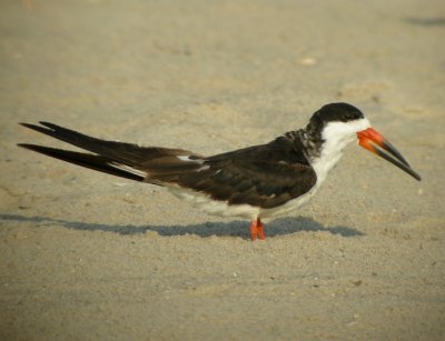 Amerikansk saxnbb / Black Skimmer