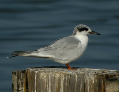Krrtrna, adult vinter