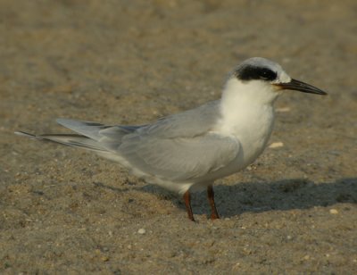 Krrtrna, adult vinter