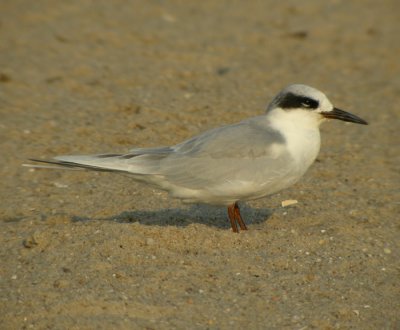 Krrtrna, adult vinter