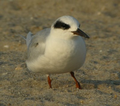 Krrtrna, adult vinter