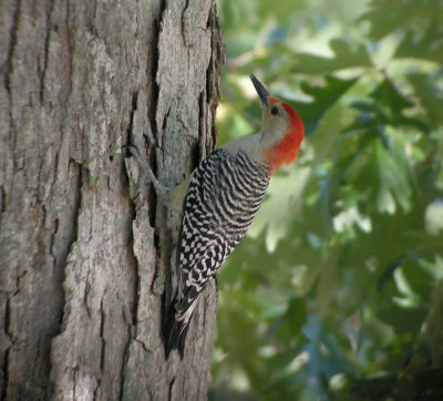 Karolinaspett / Red-bellied Woodpecker