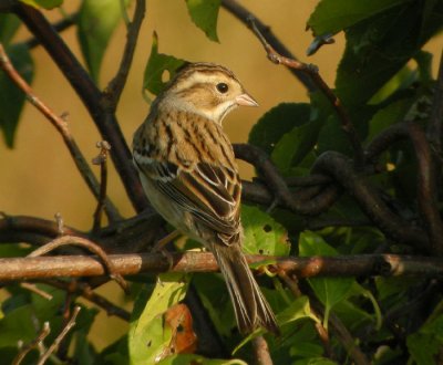 Lerfrgad sparv / Cley-coloured Sparrow