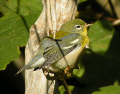 Messngare / Northern Parula