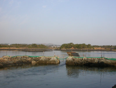Jeju, lagunen med koreaskedstorkar