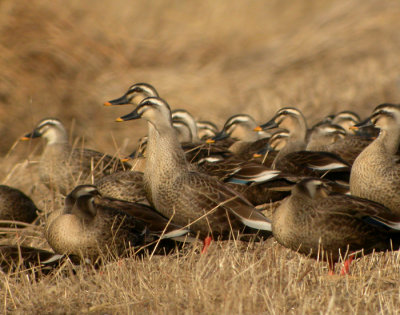 Flcknbbsand / Spot-billed Duck