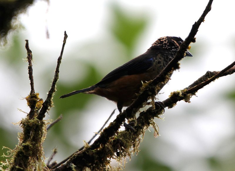 Spangle-cheeked Tanager 3574.JPG