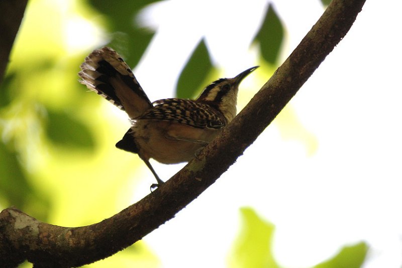 Rufous-naped Wren 4628.JPG