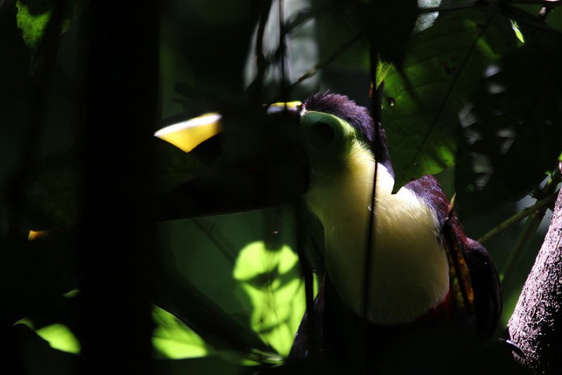 Chestnut-mandibled Toucan 4652.JPG
