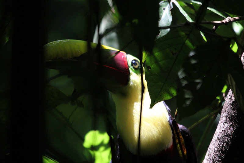 Chestnut-mandibled Toucan 4654.JPG