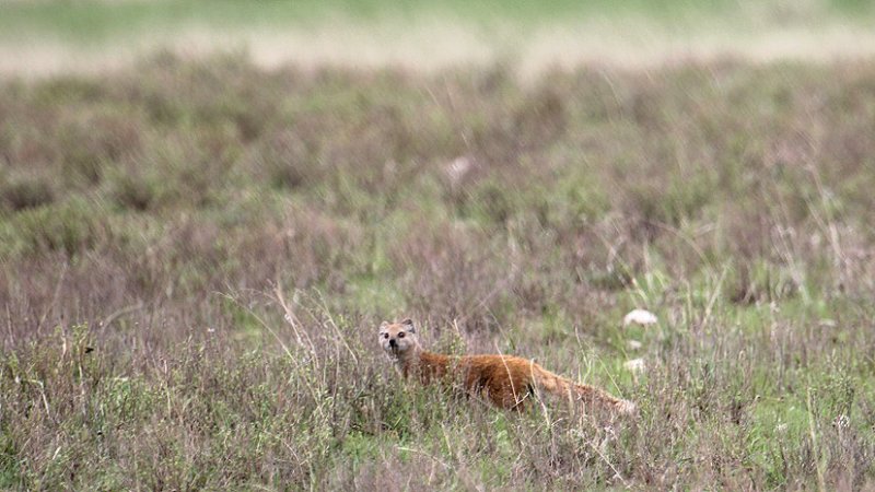 Yellow Mongoose_0366.JPG