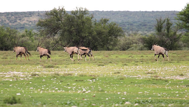 Gemsbok_0373.JPG