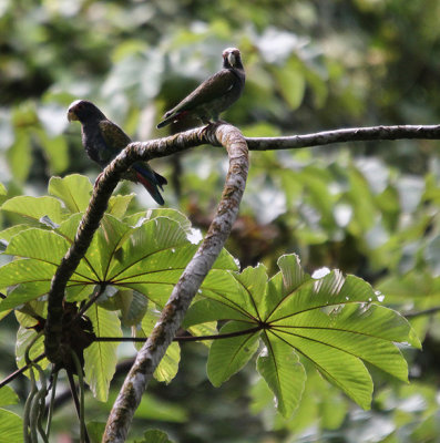 White-crowned Parrots 1836.JPG