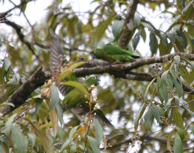 Olive-throated Parakeets 1855.JPG
