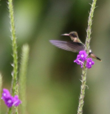 Black-crested Coquette 1961.JPG