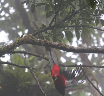 Resplendant Quetzal 3421.JPG