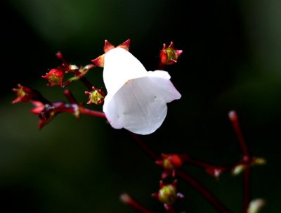 IMG_3590.JPG