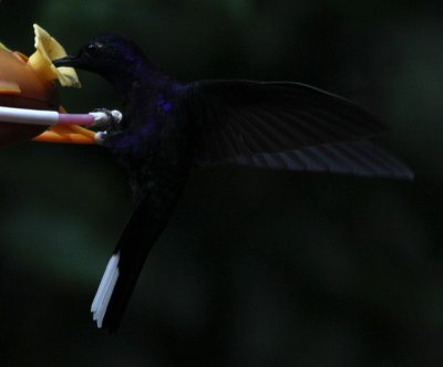 Violet Sabrewing 3680.JPG