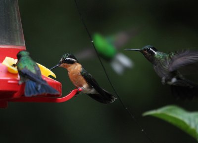 Purple-throated Mountain-Gems, Steely-vented Hummingbird & Coppery-headed Emerald 3698.JPG