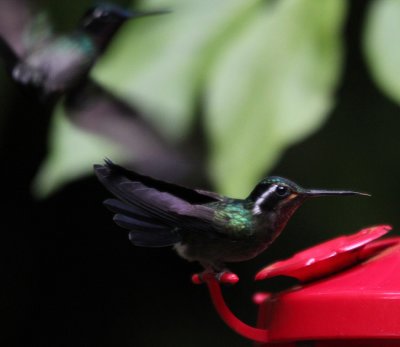 Purple-throated Mountain-Gems 3718.JPG