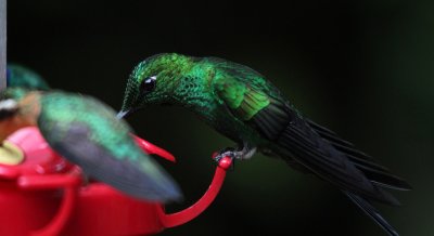Green-crowned Brilliant 3721.JPG