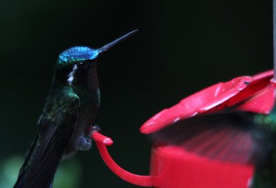 Purple-throated Mountain-Gem 3722.JPG