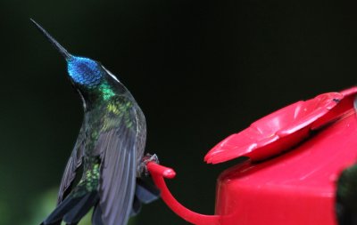 Purple-throated Mountain-Gem 3723.JPG