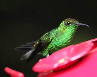 Coppery-headed Emerald 3732.JPG