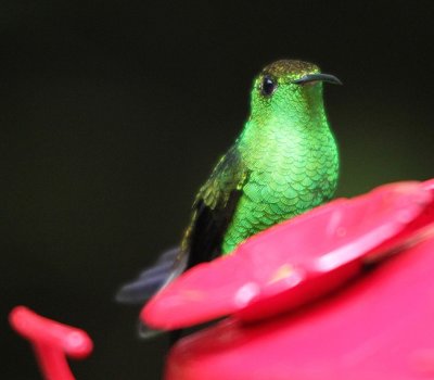 Coppery-headed Emerald 3733.JPG