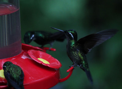 Purple-throated Mountain-Gems 3753.JPG