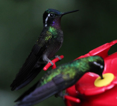 Purple-throated Mountain-Gems 3780.JPG
