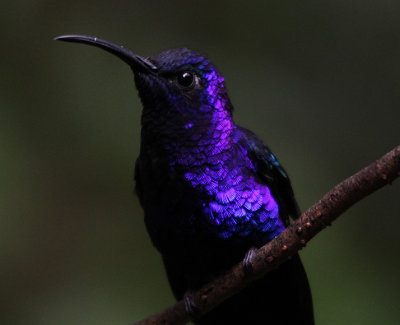 Violet Sabrewing 3791.JPG