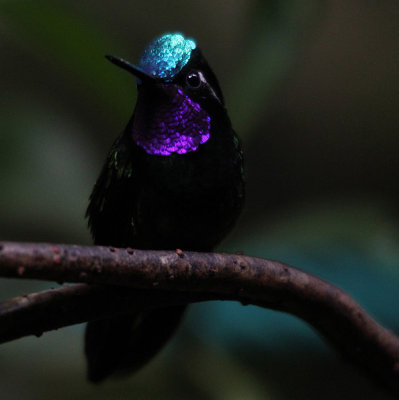 Monteverde Hummingbird Gallery