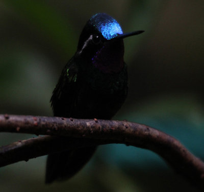 Purple-throated Mountain-Gem 3795.JPG
