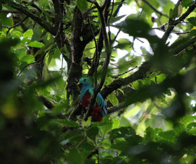 Resplendant Quetzal 3800.JPG